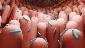 intestines-bacterias-microbiome